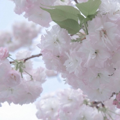 兽设自然元素结合FurryQQ群